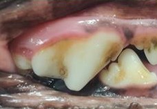 dental disease stage 1 dog
