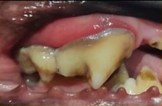 dental disease dog stage 2