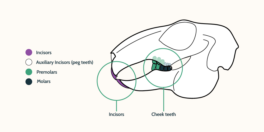 rabbit teeth side view