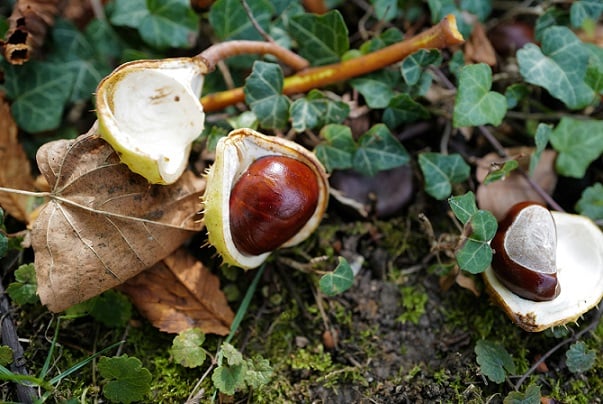 conkers